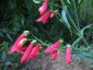 Penstemon barbatus ssp coccineus - small image 5
