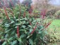 Salvia confertiflora - small image 5