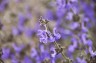 Salvia daghestanica - small image 5