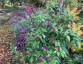 Salvia 'Sebastian' - small image 5