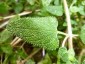 Salvia semiatrata - small image 5