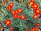 Tagetes 'Cinnabar' from Gt Dixter - small image 5