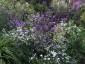 Verbena bonariensis - small image 5