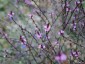 Verbena officinalis 'Bampton' - small image 5