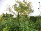 Xanthogalum purpurescens - small image 5